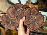 Pure wild Jiulong vine (plum vine) large diameter coaster base AAA000005245